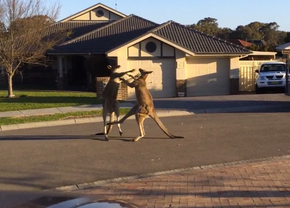 kangoeroevechten